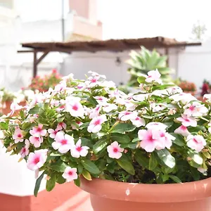 https://apartamentos-veedor-cadiz.hotelsincadiz.net